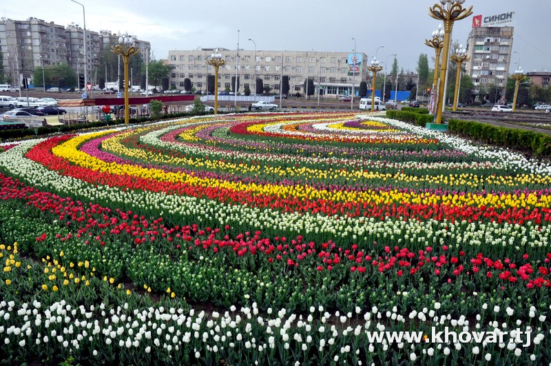 Таджикские цветы. Город сад Душанбе. Таджикистан тюльпан Душанбе. Мэрия Таджикистана.