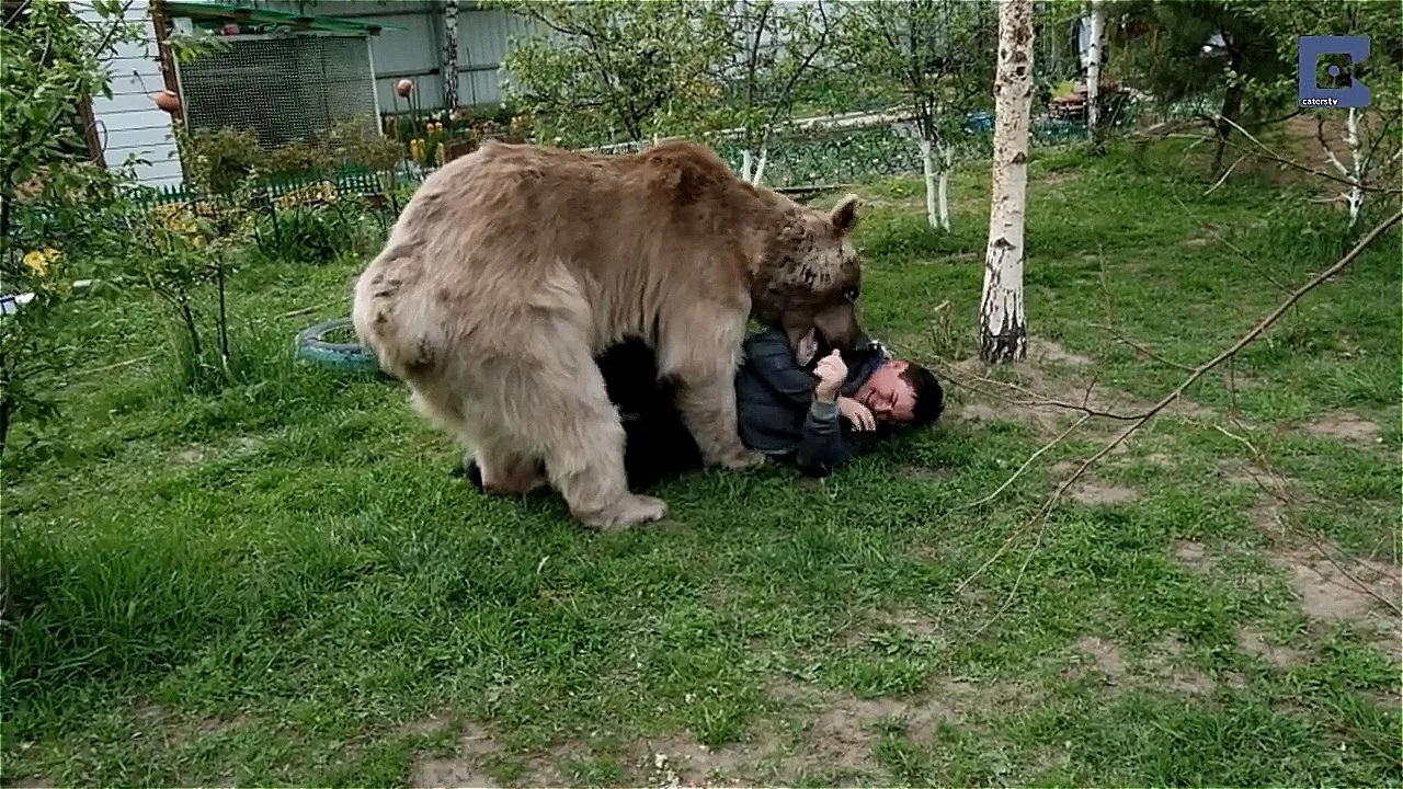 медведь нападает на людей фото